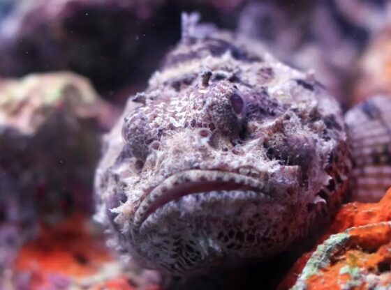 stonefish spotted in bluejay